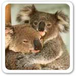 Koala Of Australia