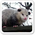 Opossum Found Of South America