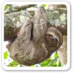 Sloth In South America Picture