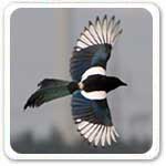 magpie wingspan