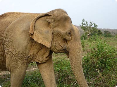 african elephant facts. and African elephants