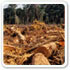 Deforestation Facts with Advantages and Disadvantages