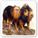 Black Lion Tamarin Most Endangered Mammals Picture