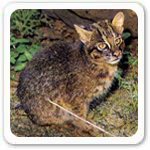 Iriomote Cat Endangered Mammals Photo