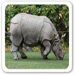 Javan Rhinoceros Endangered Mammals Picture