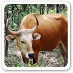 Kouprey Endangered Mammals Picture