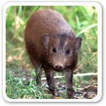 Pygmy Hog Picture Of Endangered Mammals