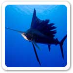 Fastest Fish in The World Information of the world
