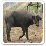 Tamaraw Photo