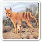 Tasmanian Wolf Most Endangered Mammals