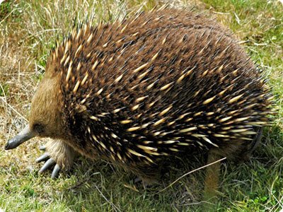 Australian Egg Laying Mammal Picture