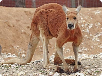 Largest Red Kangaroo Picture