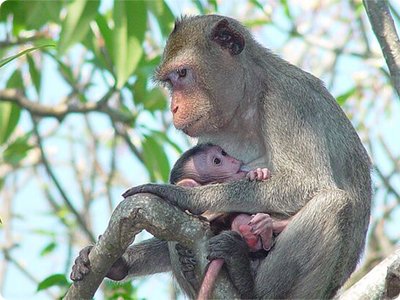 Mammals
