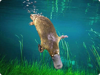 Platypus Picture